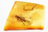 Detailed Fossil Stonefly (Plecoptera) In Baltic Amber #328183-1
